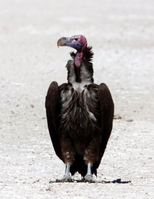BIRD - VULTURE - LAPPET-FACED VULTURE - ETOSHA NATIONAL PARK NAMIBIA (4).JPG