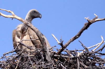 BIRD - VULTURE - WHITE BACKED OR AFRICAN VULTURE - KGALAGADI NATIONAL PARK SOUTH AFRICA.JPG