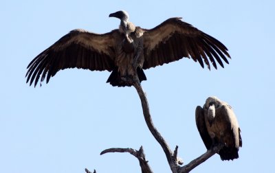 BIRD - VULTURE - WHITE-BACKED OR AFRICAN VULTURE - GYPS AFRICANUS - CHOBE NATIONAL PARK BOTSWANA (2).JPG