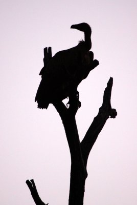 BIRD - VULTURE - WHITE-BACKED OR AFRICAN VULTURE - KRUGER NATIONAL PARK SOUTH AFRICA (5).JPG