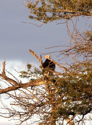 BIRD - VULTURE - WHITE-HEADED VULTURE - TRIGONOCEPS OCCIPITALIS - KURGER NATIONAL PARK SOUTH AFRICA.JPG