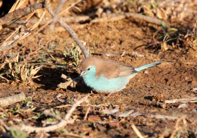 BIRD - WAXBILL - BLUE WAXBILL - IMFOLOZI NATIONAL PARK SOUTH AFRICA (4).JPG