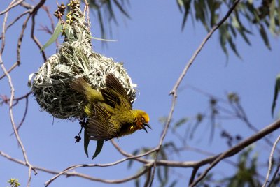 BIRD - WEAVER - CAPE WEAVER - PLOCEUS CAPENSIS - NAMAQUALAND - GOEGAP NATURE PRESERVE SOUTH AFRICA (20).JPG