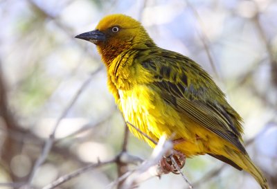 BIRD - WEAVER - CAPE WEAVER - PLOCEUS CAPENSIS - NAMAQUALAND - GOEGAP NATURE PRESERVE SOUTH AFRICA.JPG