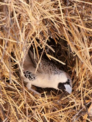 BIRD - WEAVER - SOCIABLE WEAVER - PHILETAIRUS SOCIUS - ETOSHA NATIONAL PARK NAMIBIA (20).JPG