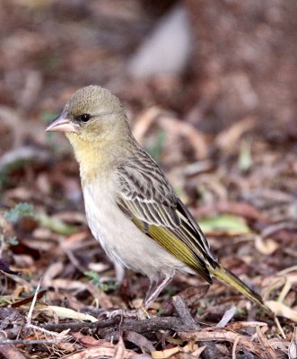 BIRD - WEAVER - SOUTHERN MASKED WEAVER - PLOCERUS VELATUS - KAROO NATIONAL PARK SOUTH AFRICA (10).JPG