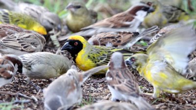 BIRD - WEAVER - SOUTHERN MASKED WEAVER - PLOCERUS VELATUS - KAROO NATIONAL PARK SOUTH AFRICA (2).JPG