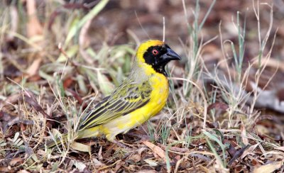 BIRD - WEAVER - SOUTHERN MASKED WEAVER - PLOCERUS VELATUS - KAROO NATIONAL PARK SOUTH AFRICA (4).JPG