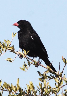 BIRD - WEAVER-  BUFFALO-BILLED WEAVER - BUBALORNIS NIGER - KHWAI CAMP OKAVANGO BOTSWANA.JPG