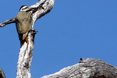 BIRD - WOODPECKER - BEARDED WOODPECKER - DENDROPICOS NAMAQUUS - FEMALE - KHWAI CAMP OKAVANGO BOTSWANA (4).JPG