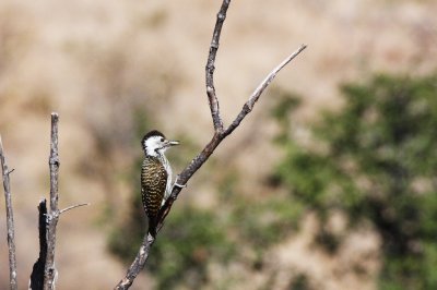 BIRD - WOODPECKER - GOLDEN-TAILED WOODPECKER - CAMPETHERA ABINGONI - KRUGER NATIONAL PARK SOUTH AFRICA (5).JPG