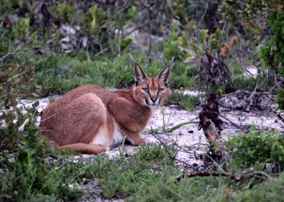 FELID - CARACAL - WEST COAST NATIONAL PARK SOUTH AFRICA (17).JPG