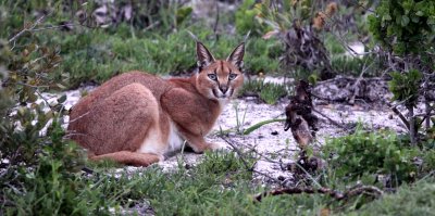 FELID - CARACAL - WEST COAST NATIONAL PARK SOUTH AFRICA (5).JPG