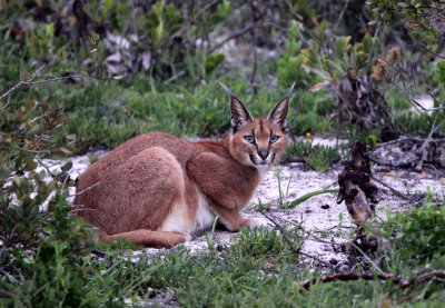 FELID - CARACAL - WEST COAST NATIONAL PARK SOUTH AFRICA (8).JPG