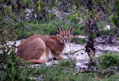 FELID - CARACAL - WEST COAST NATIONAL PARK SOUTH AFRICA (9).JPG