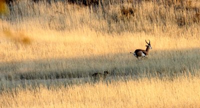 FELID - CHEETAH - HUNT WITH SPRINGBOK - KGALAGADI NATIONAL PARK SOUTH AFRICA (22).JPG