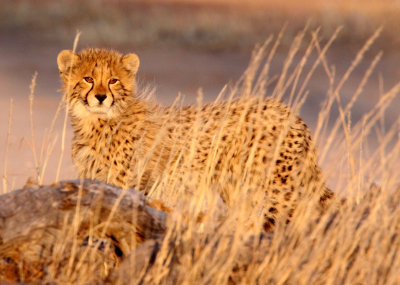 FELID - CHEETAH - KGALAGADI NATIONAL PARK SOUTH AFRICA (104).JPG