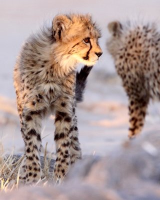 FELID - CHEETAH - KGALAGADI NATIONAL PARK SOUTH AFRICA (109).JPG