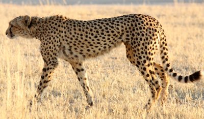 FELID - CHEETAH - KGALAGADI NATIONAL PARK SOUTH AFRICA (19).JPG