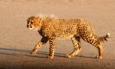 FELID - CHEETAH - KGALAGADI NATIONAL PARK SOUTH AFRICA (44).JPG