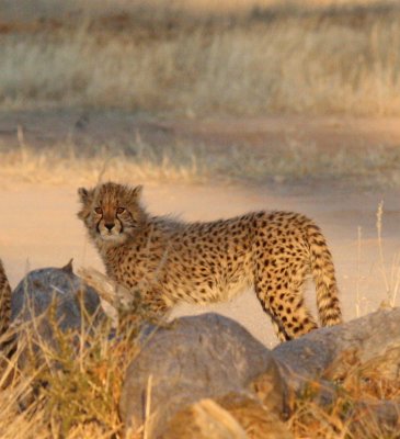 FELID - CHEETAH - KGALAGADI NATIONAL PARK SOUTH AFRICA (61).jpg