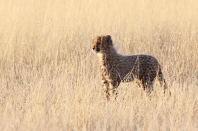 FELID - CHEETAH - KGALAGADI NATIONAL PARK SOUTH AFRICA (63).JPG