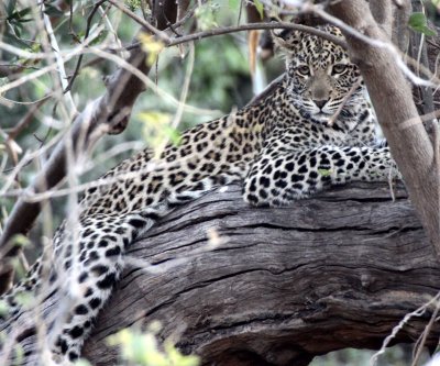 FELID - LEOPARD - AFRICAN LEOPARD - CHOBE NATIONAL PARK BOTSWANA (12).JPG