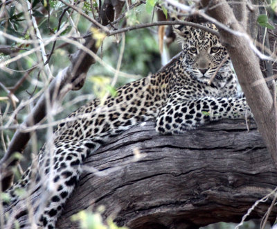 FELID - LEOPARD - AFRICAN LEOPARD - CHOBE NATIONAL PARK BOTSWANA (15).JPG