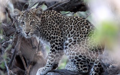 FELID - LEOPARD - AFRICAN LEOPARD - CHOBE NATIONAL PARK BOTSWANA (26).JPG