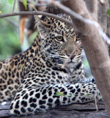 FELID - LEOPARD - AFRICAN LEOPARD - CHOBE NATIONAL PARK BOTSWANA (40).jpg