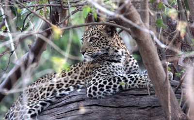 FELID - LEOPARD - AFRICAN LEOPARD - CHOBE NATIONAL PARK BOTSWANA (8).JPG