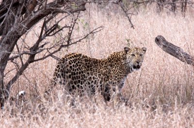 FELID - LEOPARD - AFRICAN LEOPARD - KRUGER NATIONAL PARK SOUTH AFRICA (8).JPG