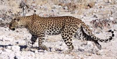 FELID - LEOPARD - ETOSHA NATIONAL PARK NAMIBIA (30).JPG