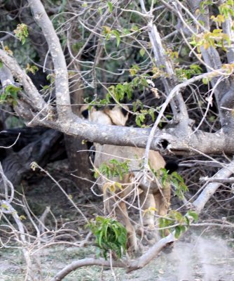 FELID - LION - AFRICAN LION - ANGRY LIONESS COMING TO GET THE LEOPARDS - CHOBE NATIONAL PARK BOTSWANA (11).JPG