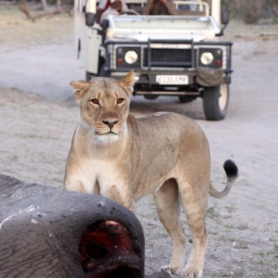 FELID - LION - AFRICAN LION - ANGRY LIONESS COMING TO GET THE LEOPARDS - CHOBE NATIONAL PARK BOTSWANA (5).JPG