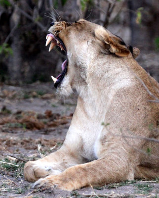 FELID - LION - AFRICAN LION - CHOBE NATIONAL PARK BOTSWANA (18).JPG