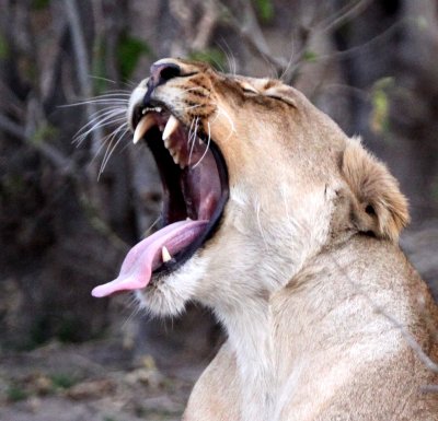 FELID - LION - AFRICAN LION - CHOBE NATIONAL PARK BOTSWANA (34).jpg