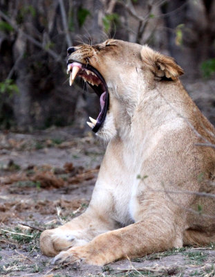 FELID - LION - AFRICAN LION - CHOBE NATIONAL PARK BOTSWANA (37).JPG