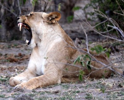 FELID - LION - AFRICAN LION - CHOBE NATIONAL PARK BOTSWANA (39).JPG