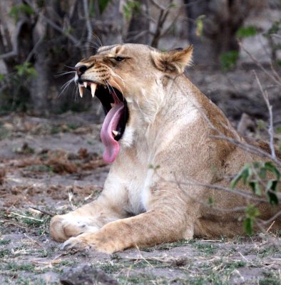 FELID - LION - AFRICAN LION - CHOBE NATIONAL PARK BOTSWANA (7).JPG