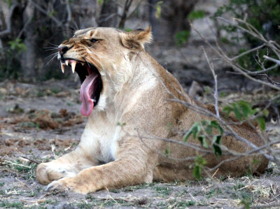 FELID - LION - AFRICAN LION - CHOBE NATIONAL PARK BOTSWANA (8).JPG