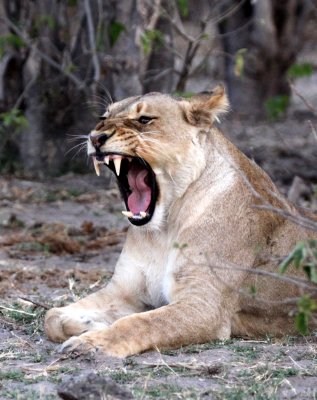 FELID - LION - AFRICAN LION - CHOBE NATIONAL PARK BOTSWANA (9).JPG