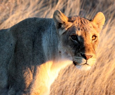 FELID - LION - AFRICAN LION - SICK ATTACKERS - ETOSHA NATIONAL PARK NAMIBIA (11).JPG