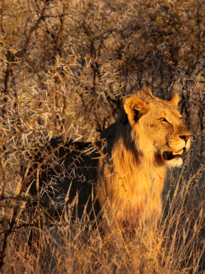 FELID - LION - AFRICAN LION - SICK ATTACKERS - ETOSHA NATIONAL PARK NAMIBIA (15).JPG
