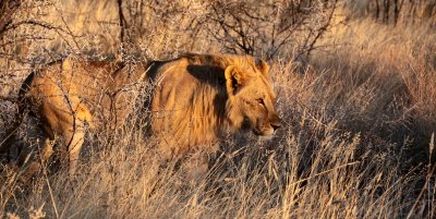 FELID - LION - AFRICAN LION - SICK ATTACKERS - ETOSHA NATIONAL PARK NAMIBIA (22).JPG