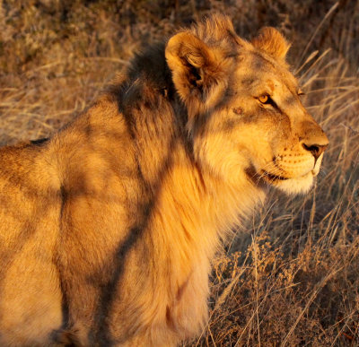 FELID - LION - AFRICAN LION - SICK ATTACKERS - ETOSHA NATIONAL PARK NAMIBIA (34).JPG