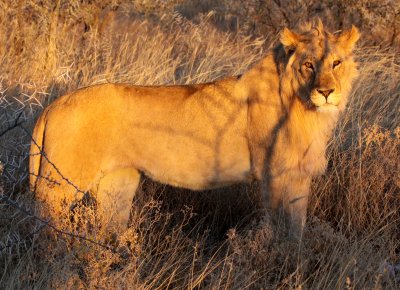 FELID - LION - AFRICAN LION - SICK ATTACKERS - ETOSHA NATIONAL PARK NAMIBIA (42).JPG