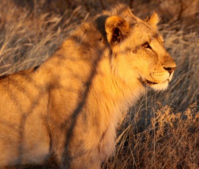 FELID - LION - AFRICAN LION - SICK ATTACKERS - ETOSHA NATIONAL PARK NAMIBIA (47).JPG