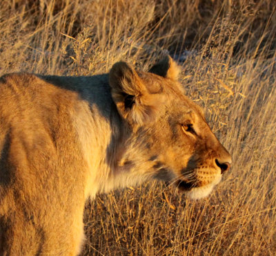 FELID - LION - AFRICAN LION - SICK ATTACKERS - ETOSHA NATIONAL PARK NAMIBIA (5).JPG