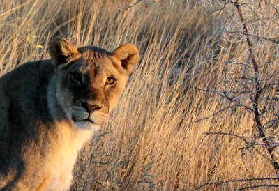 FELID - LION - AFRICAN LION - SICK ATTACKERS - ETOSHA NATIONAL PARK NAMIBIA (58).JPG